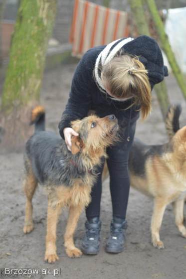 Wezyr -  inteligentny psiak w typie terriera