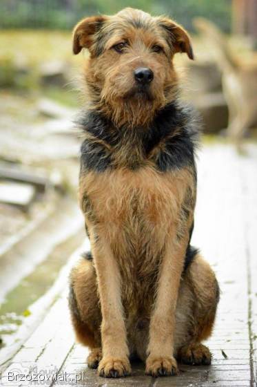 Wezyr -  inteligentny psiak w typie terriera