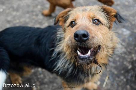 Wezyr -  inteligentny psiak w typie terriera