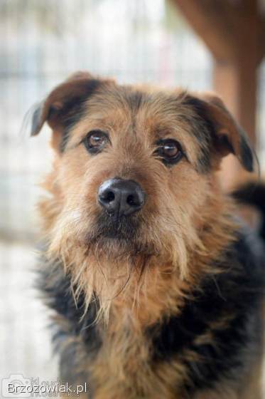 Wezyr -  inteligentny psiak w typie terriera