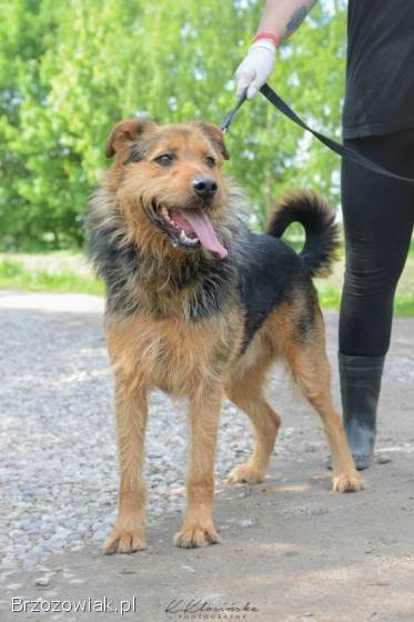 Wezyr -  inteligentny psiak w typie terriera