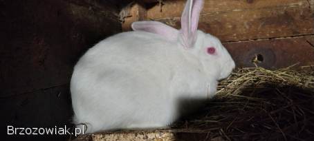 Sprzedam króliki