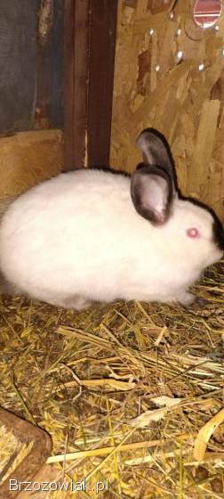 Sprzedam króliki