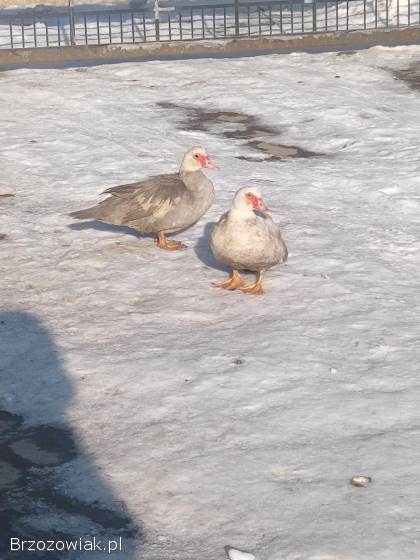 Gęsi i kaczki