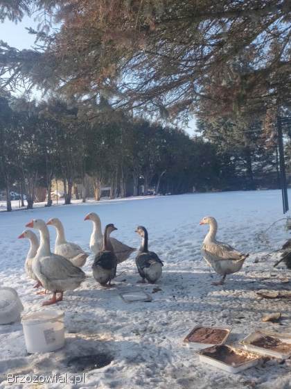 Gęsi i kaczki