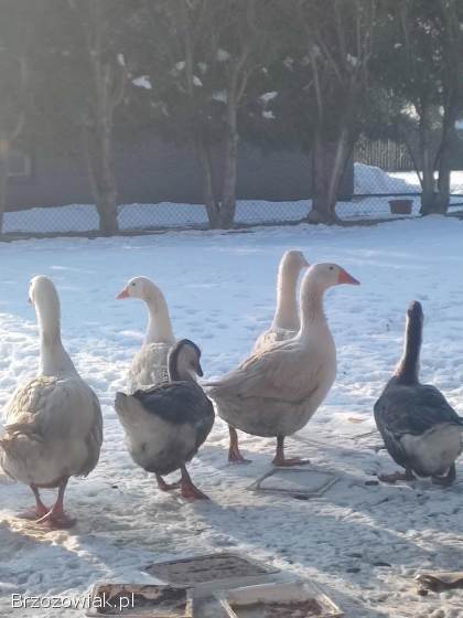 Gęsi i kaczki