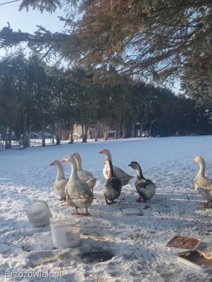 Gęsi i kaczki