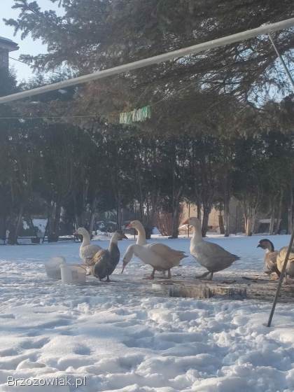 Gęsi i kaczki