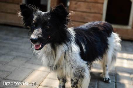 Pędzel -  przecudny,  niewielki psiak szuka domu!