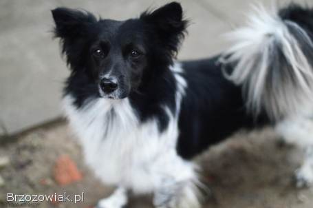 Pędzel -  przecudny,  niewielki psiak szuka domu!