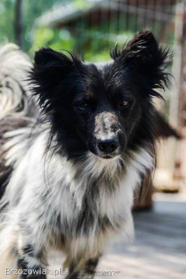 Pędzel -  przecudny,  niewielki psiak szuka domu!