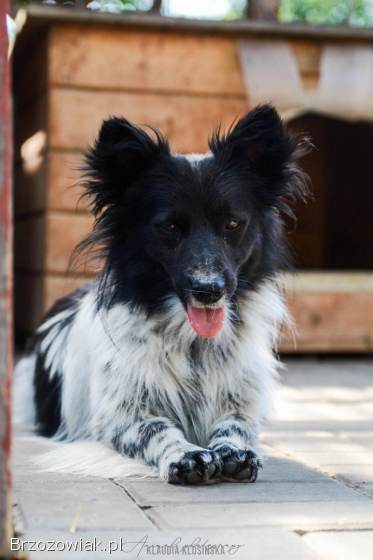 Pędzel -  przecudny,  niewielki psiak szuka domu!