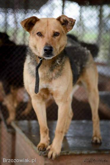 Aron -  spokojny psiak szuka kochającego domu!