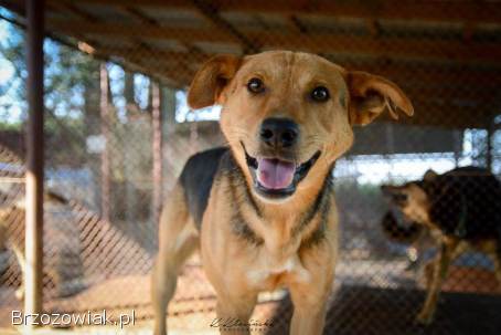 Aron -  spokojny psiak szuka kochającego domu!