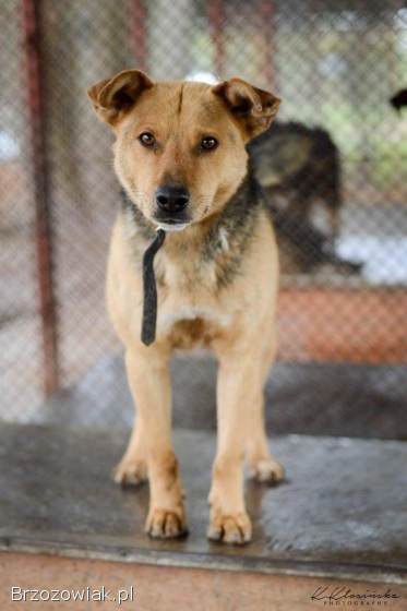 Aron -  spokojny psiak szuka kochającego domu!