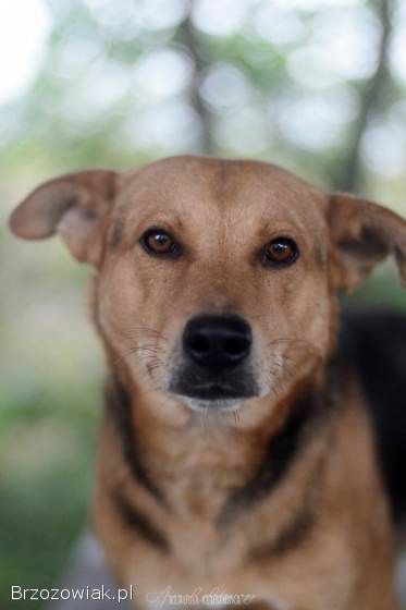 Aron -  spokojny psiak szuka kochającego domu!