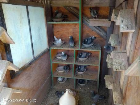 Sprzedam gołębie pocztowe