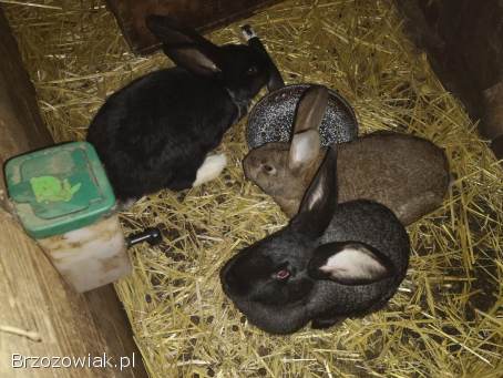 Króliki samice i samca