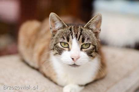 Elsa -  cudna,  niekonfliktowa koteczka szuka domu!