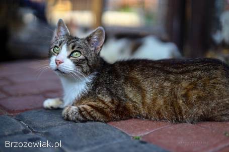 Elsa -  cudna,  niekonfliktowa koteczka szuka domu!