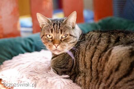 Cudowny Ramzes bez szans na dom. . .  POMOCY!