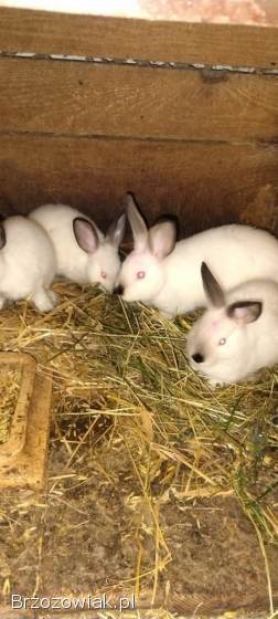 Sprzedam króliki