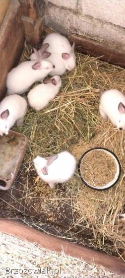 Sprzedam króliki