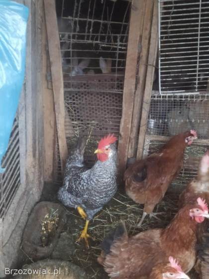 Sprzedam koguta