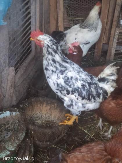 Sprzedam koguta