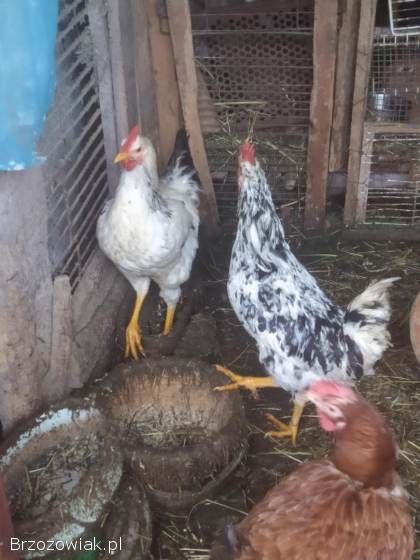 Sprzedam koguta