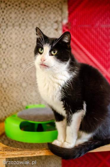 Dany -  domowy,  wychowany,  wesoły kotek!