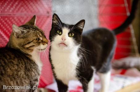 Dany -  domowy,  wychowany,  wesoły kotek!