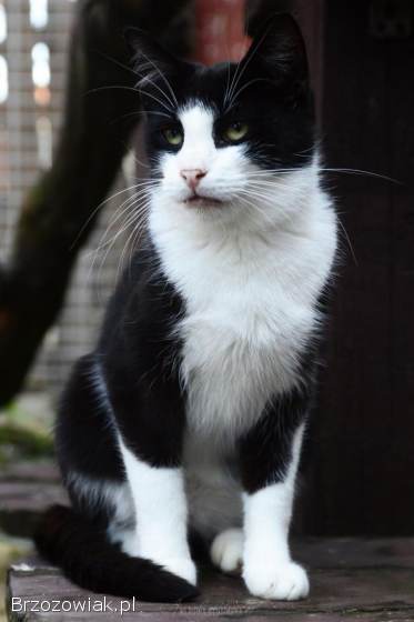 Dany -  domowy,  wychowany,  wesoły kotek!