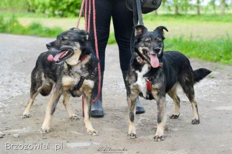 Megi i Pegi,  cudowne siostry BŁAGAJĄ o dom!