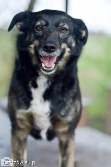 Megi i Pegi,  cudowne siostry BŁAGAJĄ o dom!