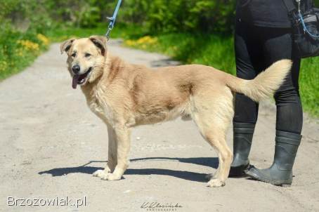 Dex -  kochany,  wierny pies szuka domu!