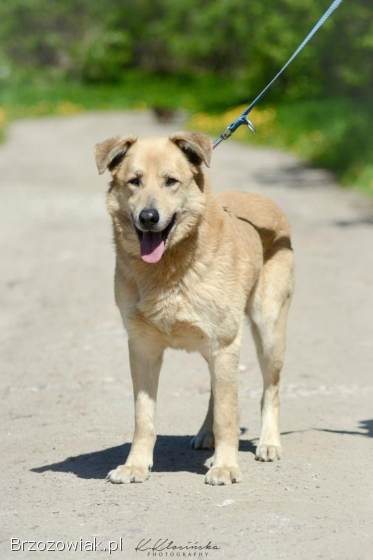 Dex -  kochany,  wierny pies szuka domu!