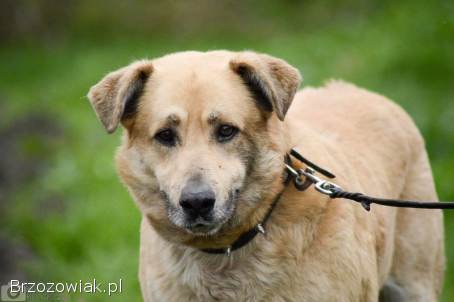 Dex -  kochany,  wierny pies szuka domu!