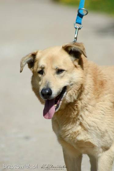 Dex -  kochany,  wierny pies szuka domu!