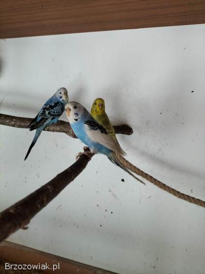 Papugi papużki faliste