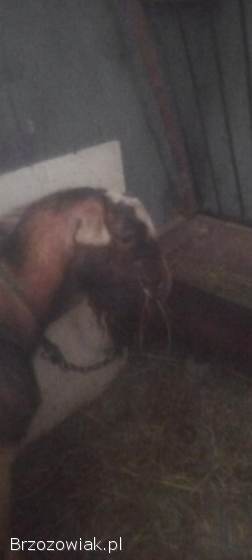 Sprzedam kozę