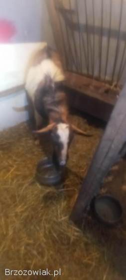 Sprzedam kozę
