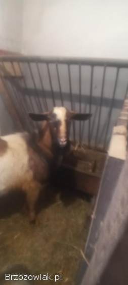 Sprzedam kozę