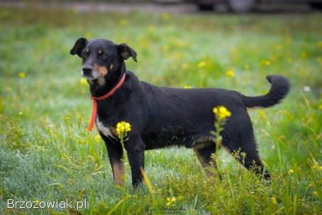 Puszek -  psi anioł do pokochania!