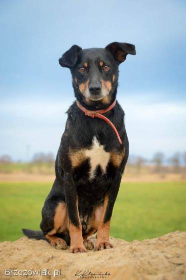 Puszek -  psi anioł do pokochania!