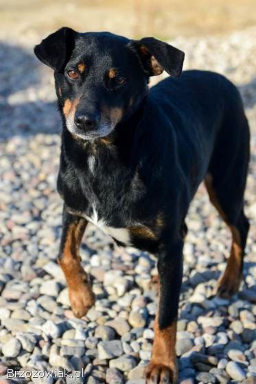 Puszek -  psi anioł do pokochania!