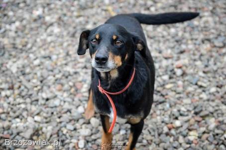 Puszek -  psi anioł do pokochania!