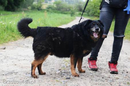 Dżeki -  niekonfliktowy,  wspaniały psiak szuka domu