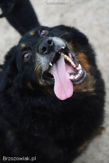 Dżeki -  niekonfliktowy,  wspaniały psiak szuka domu