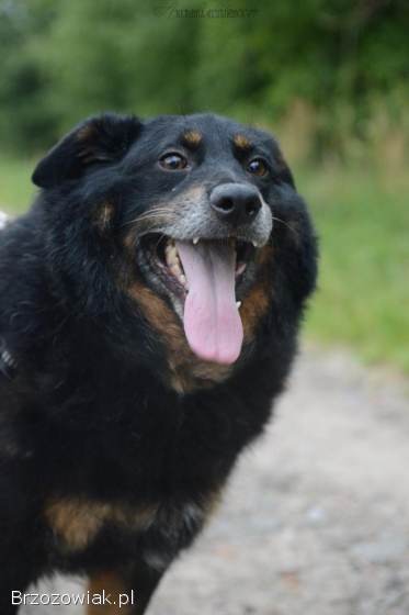 Dżeki -  niekonfliktowy,  wspaniały psiak szuka domu